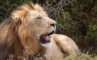 male lion in umfolozi National Par, South Africa