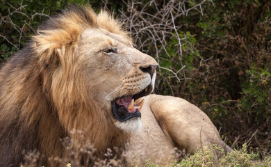 Obraz premium male lion in umfolozi National Par, South Africa