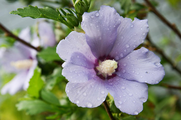 hibiscus pair