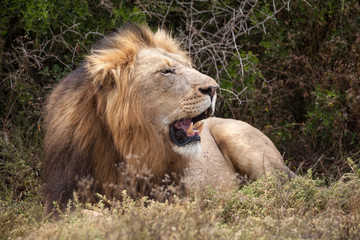 male lion in umfolozi National Par, South Africa