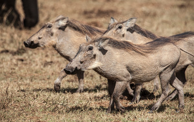african Warthog approaching a waterwhole in the south african 