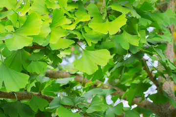 Fototapeta na wymiar Ginkgo Blätter am Baum - many fresh ginkgo leaves