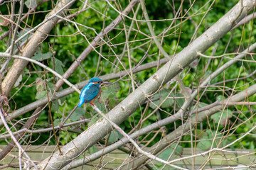 Kingfisher (Alcedo atthis) hunting fish perched on winter tree branches. Early signs of spring with some branches having tree buds