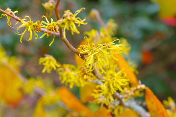Hamamelis virginiana blüht im Herbst - Hamamelis virginiana is blooming in fall