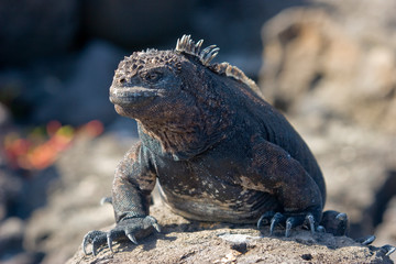 iguana, endemic reptile on the Galapagos Islands, Ecuador , pacific