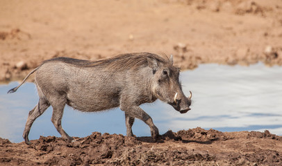 african Warthog approaching a waterwhole in the south african 