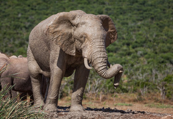 Fototapeta na wymiar portrait of an male Elephant in South africa