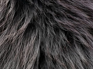 Texture of gray wolf hair fur. Texture of fur. Wool of wolf. Wool of dog. - 247034591