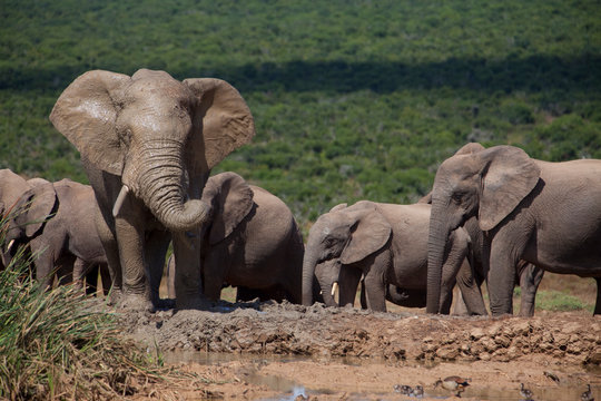 elephant herd in the south african savannah, approaching a water hole