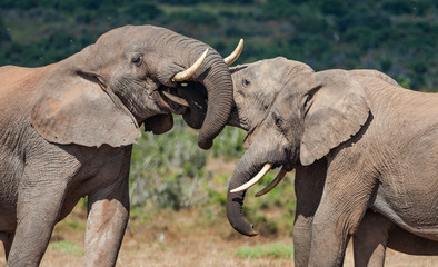 Fototapeta na wymiar elephant herd in the south african savannah, approaching a water hole