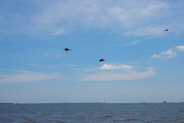 Birds fly in the blue sky over the water. Cormorants and quadrocopters fly against the blue sky over the ocean on a clear summer day.