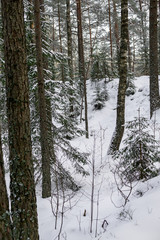 Winter forest landscape covered with white fluffy snow.