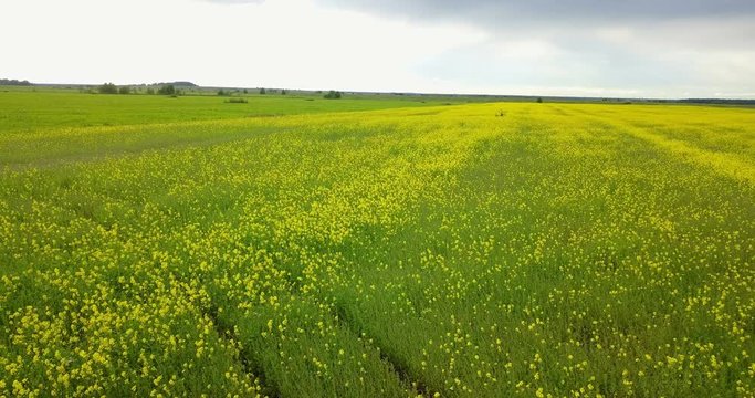 Aero view from drone in field of colza Brassica napus in sunny day