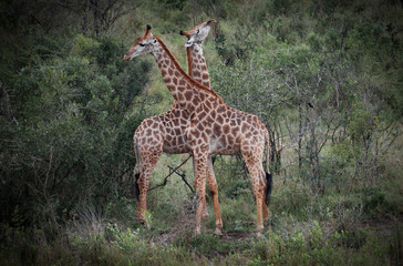 giraffe couple falling in love with each other, South Africa