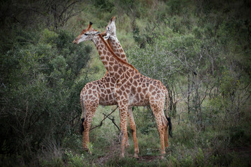 giraffe couple falling in love with each other, South Africa