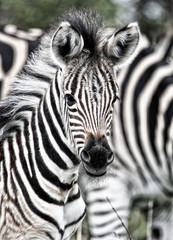 Fototapeta na wymiar curious zebra baby in the south african savannah
