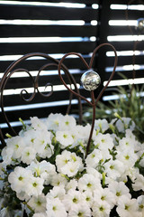 Petunien weiss Dekoration