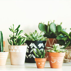 Fototapeta premium Modern plants compostion on the yellow backround. Stylish interior filled a lot of plants in differents hipster clay pots on the marble table. Flower concept.