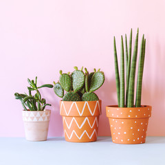 The stylish interior filled a lot of plants in different hipster clay pots with copy space. Modern plant composition with pink background wall.