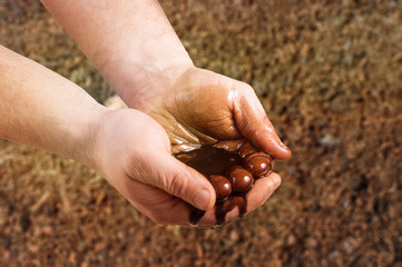  oil in the male palms