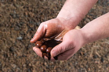  oil in the male palms