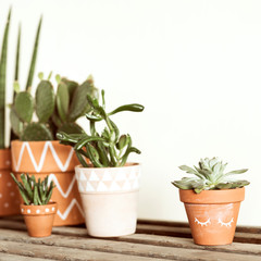 Stylish botanical compostion of home garden filled a lot of cacti and succulent on wooden table. Yellow background wall with copy space for slogan. Nature lover.