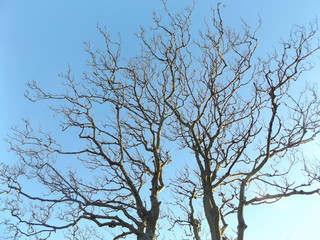 tree in the sky