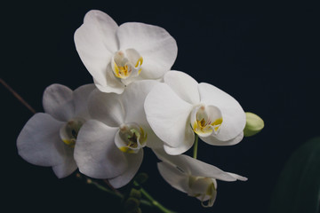 Fototapeta na wymiar The branch of white orchids on the dark background