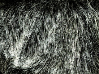 Texture of gray wolf hair fur. Texture of fur. Wool of wolf. Wool of dog.
