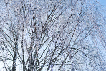 Fototapeta na wymiar frost tree branch background
