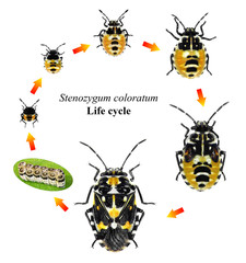 Variegated caper bug, Stenozygum coloratum (Hemiptera: Pentatomidae). Life cycle. Development stages isolated on a white background 