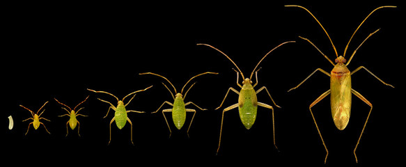 Bug, Creontiades pallidus (Hemiptera: Miridae). Life cycle. Development stages isolated on a black background 