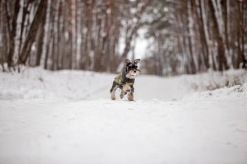 Dog breed Miniature Schnauzer in the winter forest