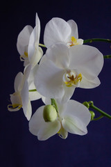 Fototapeta na wymiar The branch of white orchids on the dark blue background
