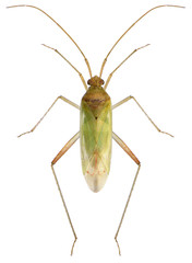 Bug, Creontiades pallidus (Hemiptera: Miridae). Isolated on a white background