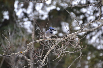 Blue Jay on Branch