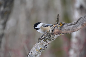 Black-capped Chickadee on Branch