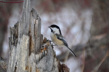 Black-capped Chickadee on a Tree Stump