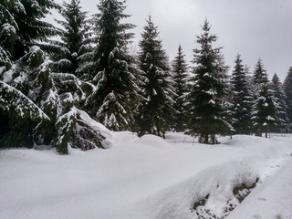 Romantische Winterbilder mit viel Schnee im Wald
