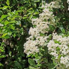 Blühender Feuerdorn, Pyracantha