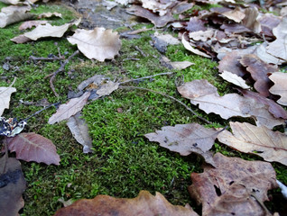  forest floor