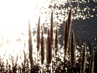 grass in lake  