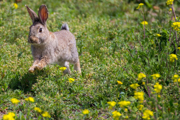 Easter bunny in the prairie, rabbit and flowers