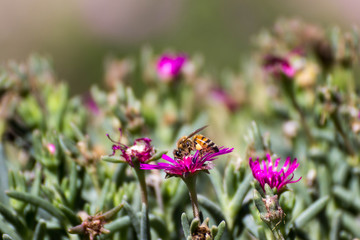 Bee on flowers