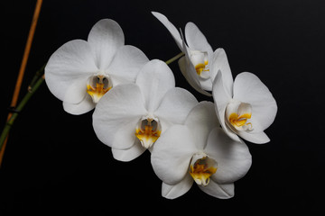 Branch with beautiful orchid flowers on black background. Tropical plant.