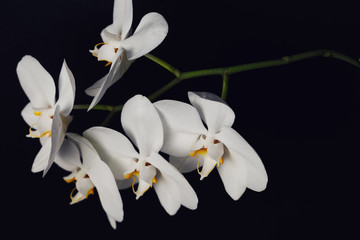 Fototapeta na wymiar White orchid flower on a black background, space for a text, flat lay. View from above