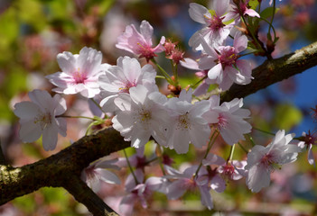 Fototapeta na wymiar cherry tree blossom, big pink blooms on tree