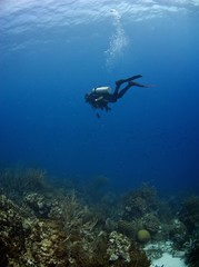 Fototapeta na wymiar SCUBA diver in a coral reef in the Caribbean