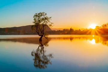 Dieser Wanaka-Baum © Brian Scantlebury