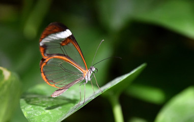 Fototapeta na wymiar Greta oto, window butterfly on green leaf, close-up